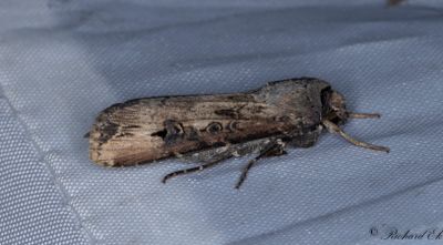 Kommajordfly - Dark Sword-grass (Agrotis ipsilon)