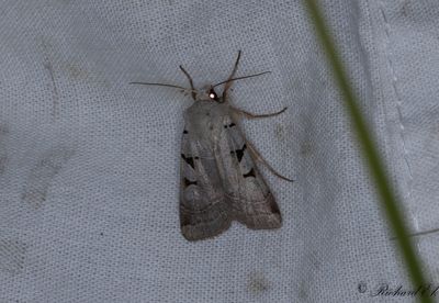 Ljusgrått jordfly - Autumnal Rustic (Eugnorisma glareosa)