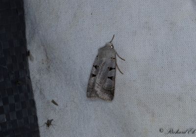 Ljusgrtt jordfly - Autumnal Rustic (Eugnorisma glareosa)