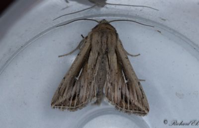L-tecknat grsfly - L-album Wainscot (Mythimna l-album) 
