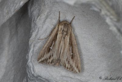 L-tecknat grsfly - L-album Wainscot (Mythimna l-album) 