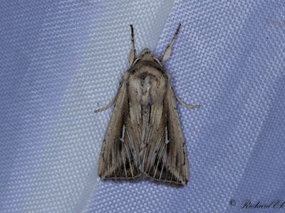 L-tecknat grsfly - L-album Wainscot (Mythimna l-album)