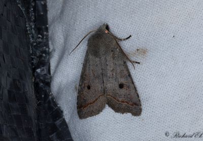 Rödstreckat backfly - Red-line Quaker (Agrochola lota)