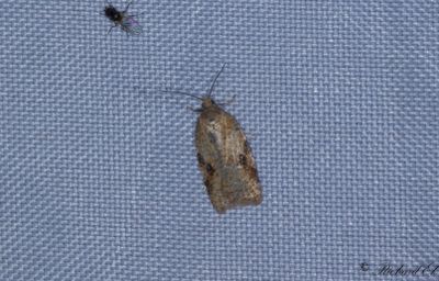 Smultronhstvecklare (Acleris aspersana)