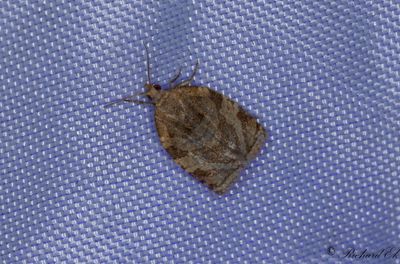 Sommarfruktsvecklare - Summer Fruit Tortrix (Adoxophyes orana)