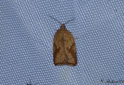 Glansig bokvrvecklare - Rusty Oak Button (Acleris ferrugana)
