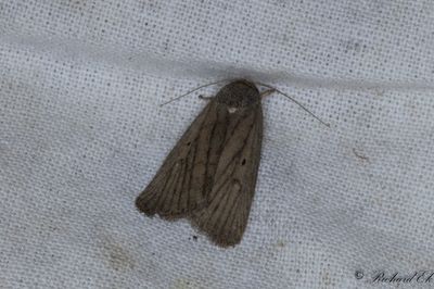 Strandvialsfly (Athetis lepigone)