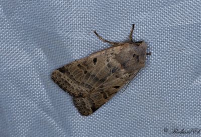 Streckbackfly - Beaded Chestnut (Agrochola lychnidis)