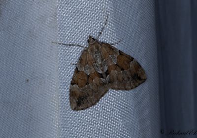Violettgr fltmtare - Grey Pine Carpet (Thera obeliscata)
