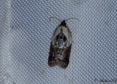 Vitbrokig rosenhstvecklare (Acleris variegana)