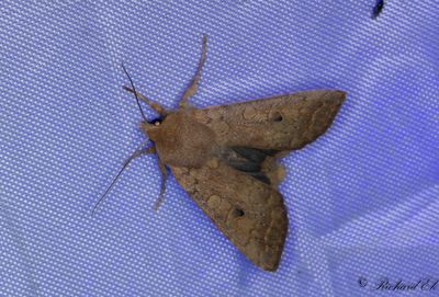 Tvrlinjerat backfly - The Brick (Agrochola circellaris) 