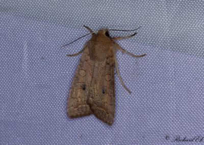 Tvrlinjerat backfly - The Brick (Agrochola circellaris)