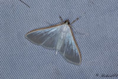 Vitt sydmott - Jasmine moth (Palpita vitrealis)