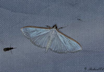 Vitt sydmott - Jasmine moth (Palpita vitrealis)