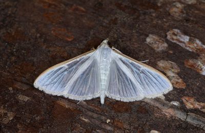Vitt sydmott - Jasmine moth (Palpita vitrealis)