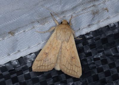 ggult grsfly - The Delicate (Mythimna vitellina)