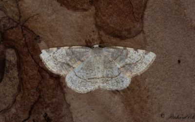 Treflckig poppelmtare - Dorset Cream Wave (Stegania trimaculata)