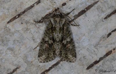 Grnbrunt ekfly - Brindled Green (Dryobotodes eremita)