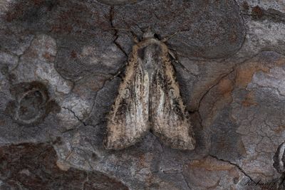 Vittofsjordfly - Pearly Underwing (Peridroma saucia)