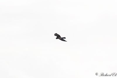 Stäpphök - Pallid Harrier (Circus macrourus)