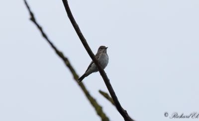 Grå flugsnappare - Spotted Flycatcher (Muscicapa striata)