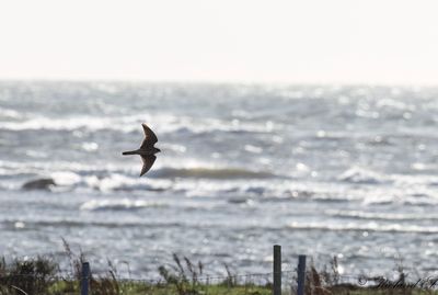Stenfalk - Merlin (Falco columbarius)