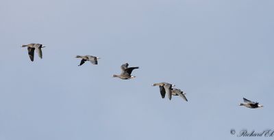 Bläsgås - Greater White-fronted Goose (Anser albifrons)