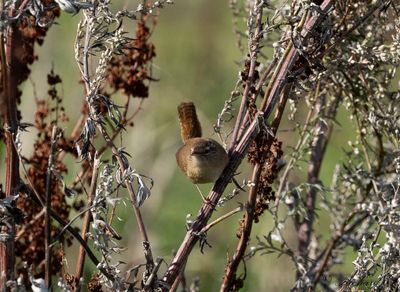 Gärdsmyg - Eurasian Wren (Troglodytes troglodytes)