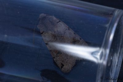 Kantflckigt backfly - Brown-spot Pinion (Agrochola litura)
