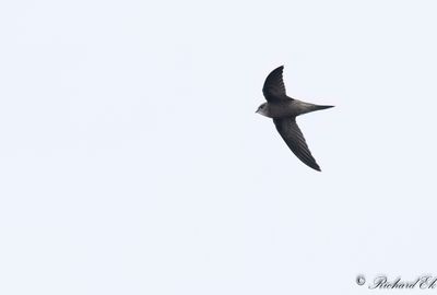 Blek tornseglare - Pallid Swift (Apus pallidus)