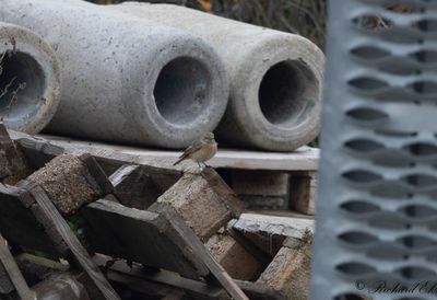 Rdstjrt - Common Redstart (Phoenicurus phoenicurus)