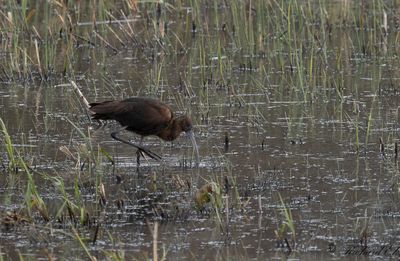 Bronsibis - Glossy Ibis (Plegadis falcinellus)