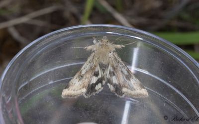 Stppknlfly - Shoulder-striped Clover (Heliothis adaucta)