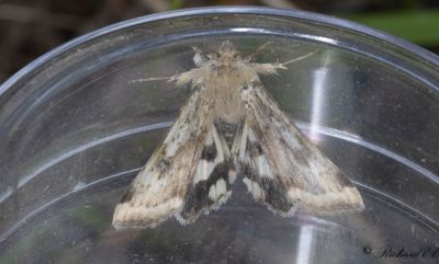 Stppknlfly - Shoulder-striped Clover (Heliothis adaucta)