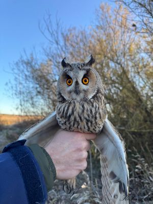 Sweden - in the hand