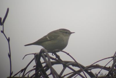 Bergstajgasångare - Hume's Leaf Warbler (Phylloscopus humei)