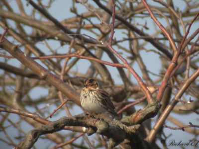 Dvärgsparv - Little Bunting (Emberiza pusilla)