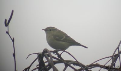 Bergstajgasångare - Hume's Leaf Warbler (Phylloscopus humei)