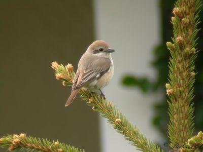 Turkestantörnskata - Turkestan Shrike (Lanius phoenicuroides)