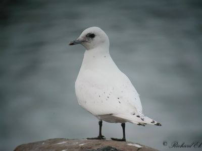 Ismås - Ivory Gull (Pagophila eburnea)