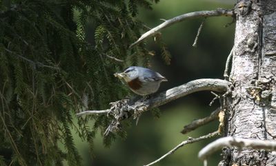 Turknötväcka - Krüper's Nuthatch (Sitta krueperi)