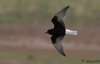 Vitvingad tärna - White-winged Tern (Chlidonias leucopterus)