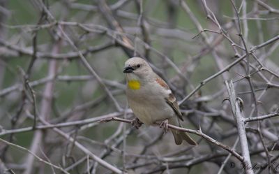 Gulstrupig stensparv - Yellow-throated Sparrow (Petronia xanthocollis)