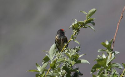 Rödpannad gulhämpling - Red-fronted Serin (Serinus pusillus)
