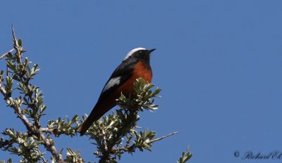 Bergrödstjärt - Güldenstädt’s Redstart (Phoenicurus erythrogastrus)