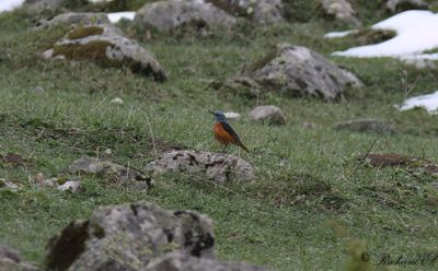 Stentrast - Rock Thrush (Monticola saxatilis)
