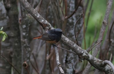 Svart rödstjärt - Black Redstart (Phoenicurus ochruros semirufus)