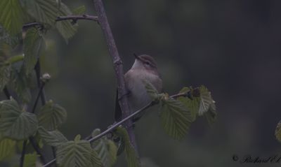 Berggransångare - Mountain Chiffchaff (Phylloscopus sindianus lorenzi)