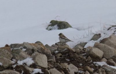 Snfink - White-winged Snowfinch (Montifringilla nivalis)