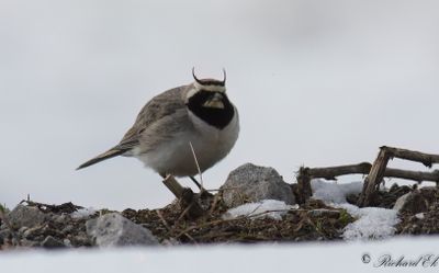 Lrkor & svalor / Larks & Swallows